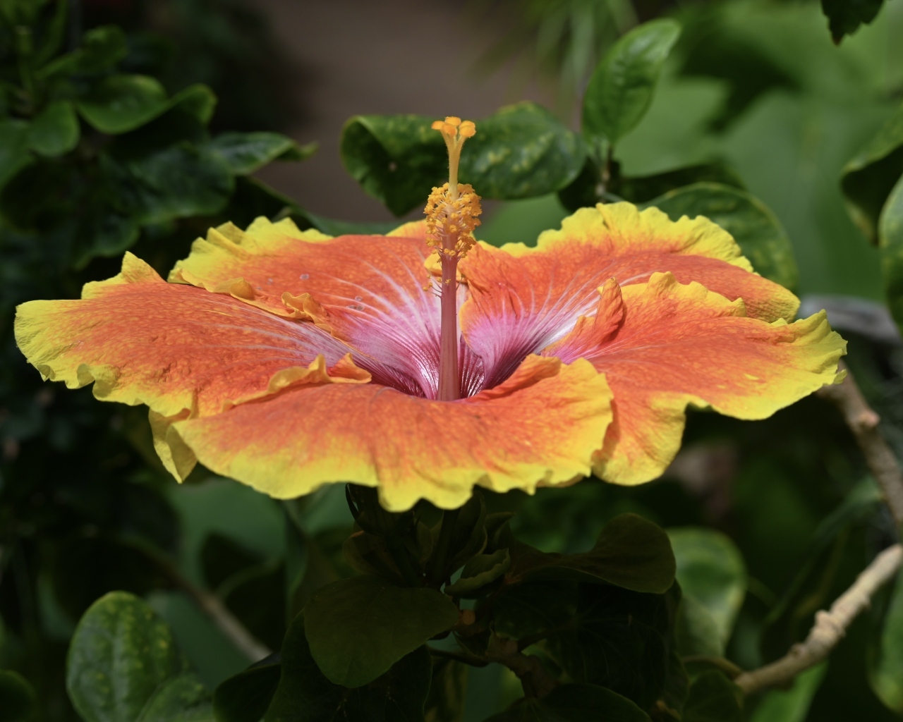 Большой оранжевый цветок гибискуса