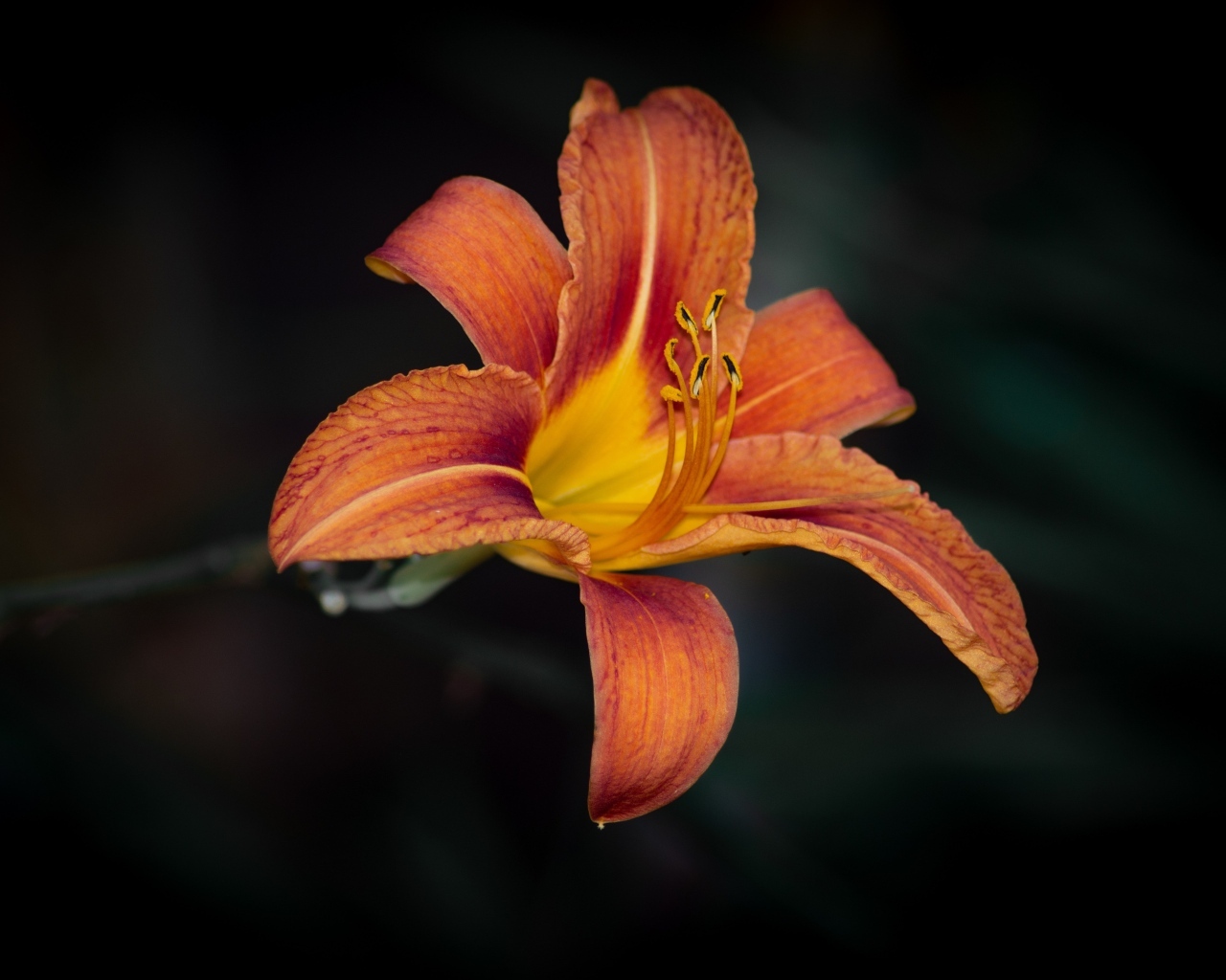 Большая оранжевая лилия на черном фоне