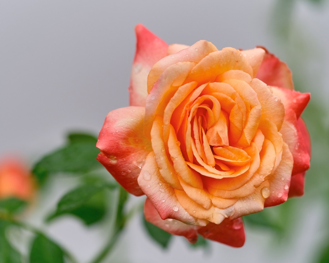Крупная оранжевая роза в каплях росы
