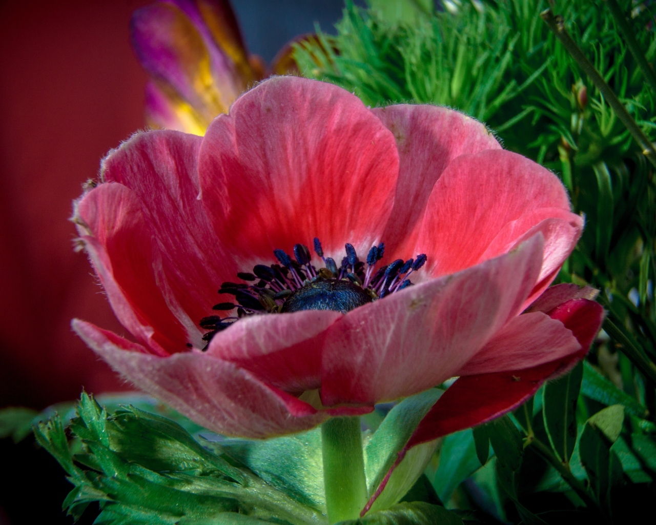 Крупный розовый цветок садового мака