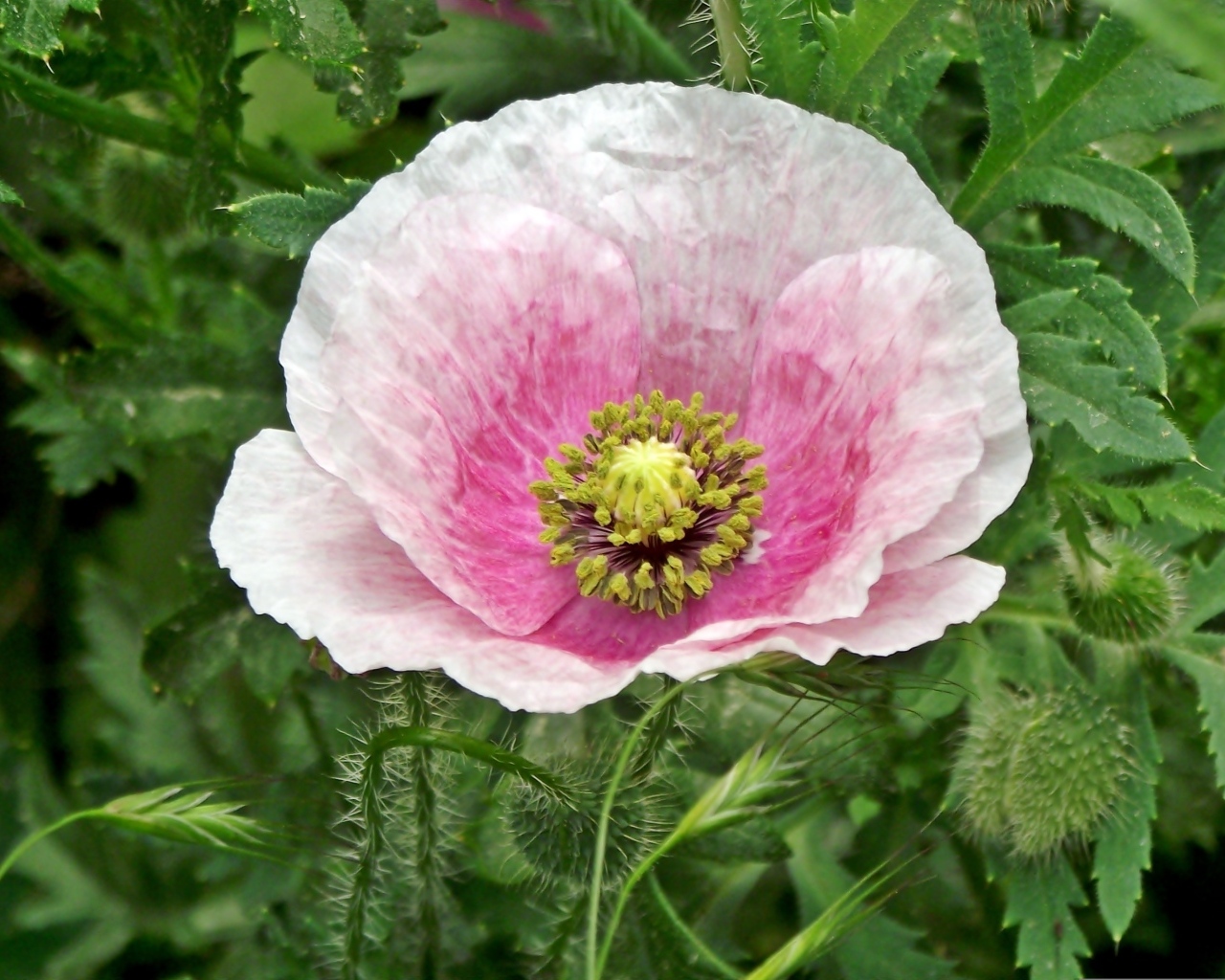 Большой розовый садовый мак в зеленых листьях