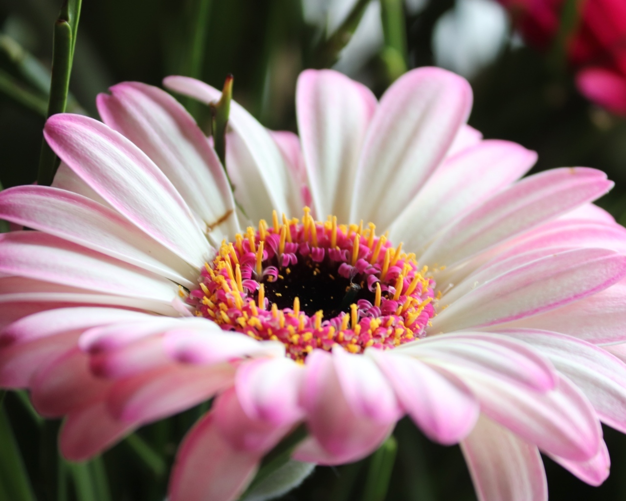 Большой розовый цветок гербера крупным планом