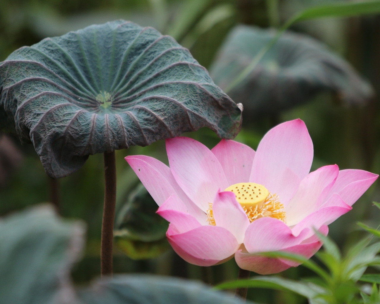 Большой цветок розового лотоса с листом