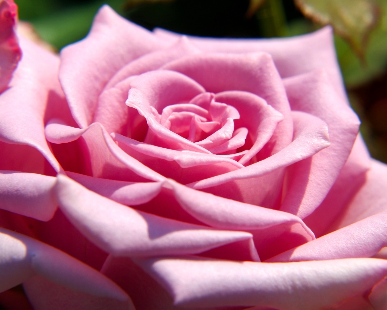 Крупная розовая роза вблизи