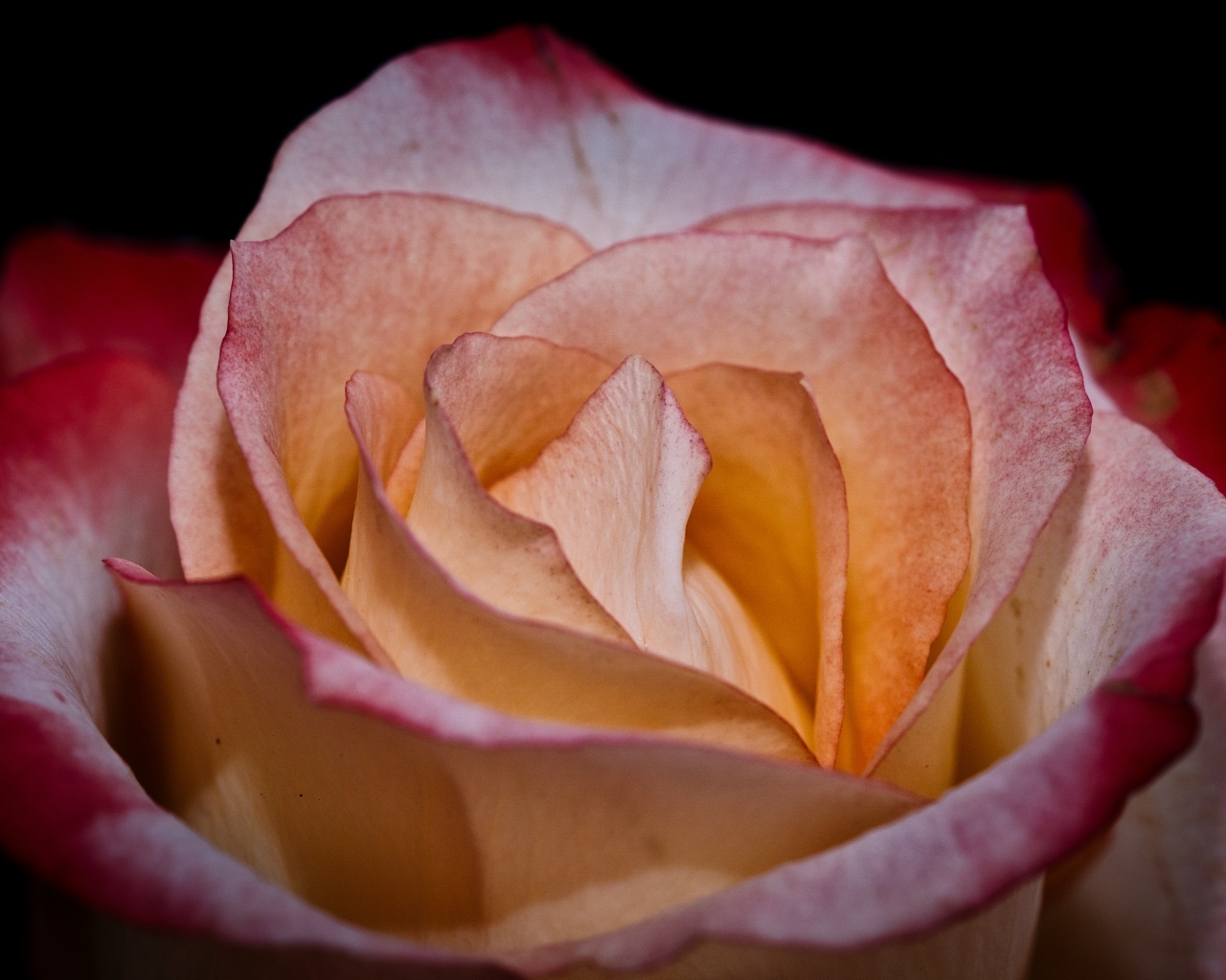 Большой розовый цветок розы на черном фоне