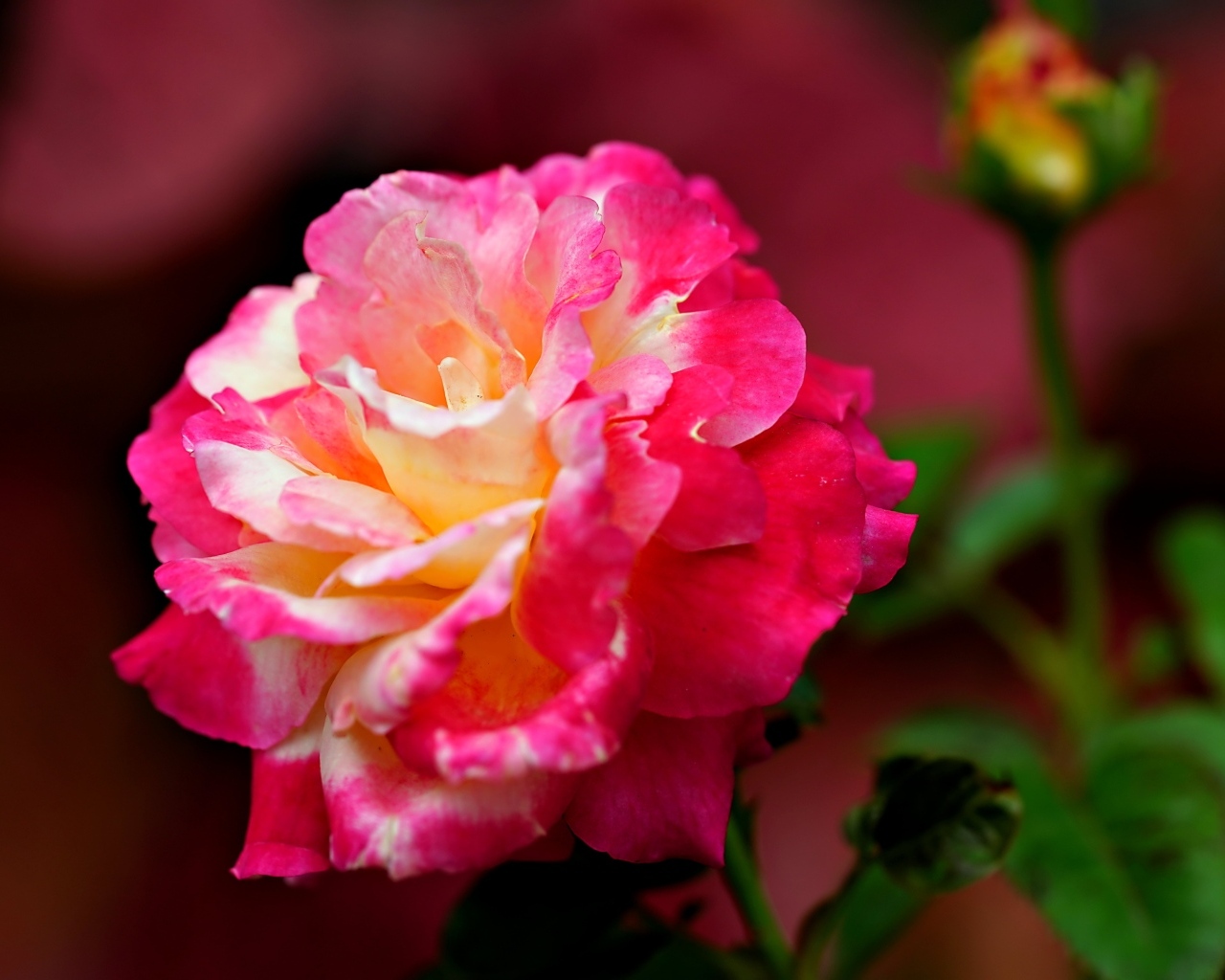 Крупная розовая роза с бутоном