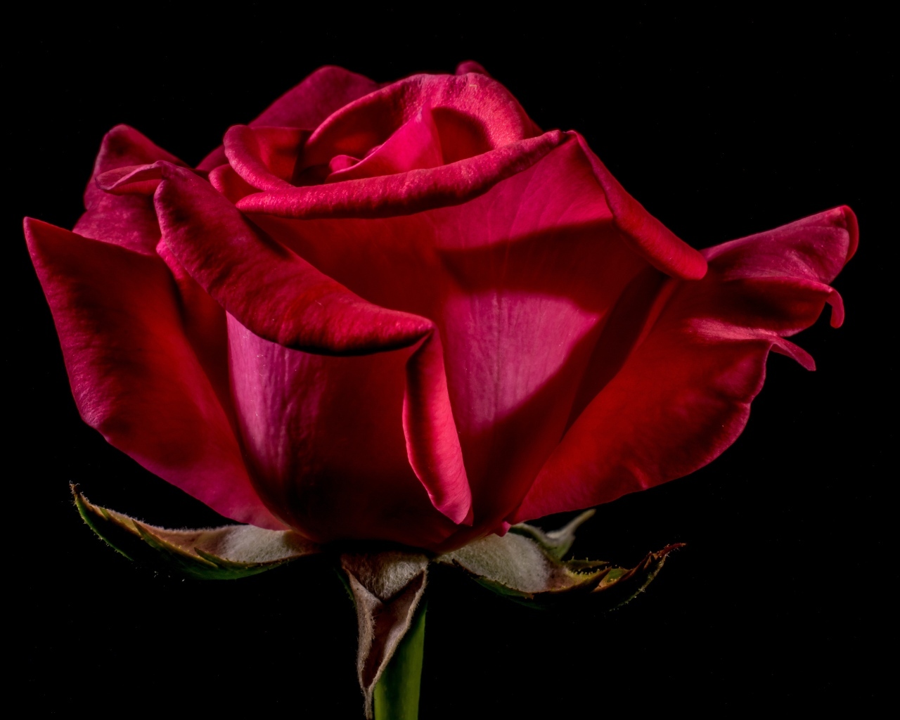 Большая красная роза крупным планом на черном фоне