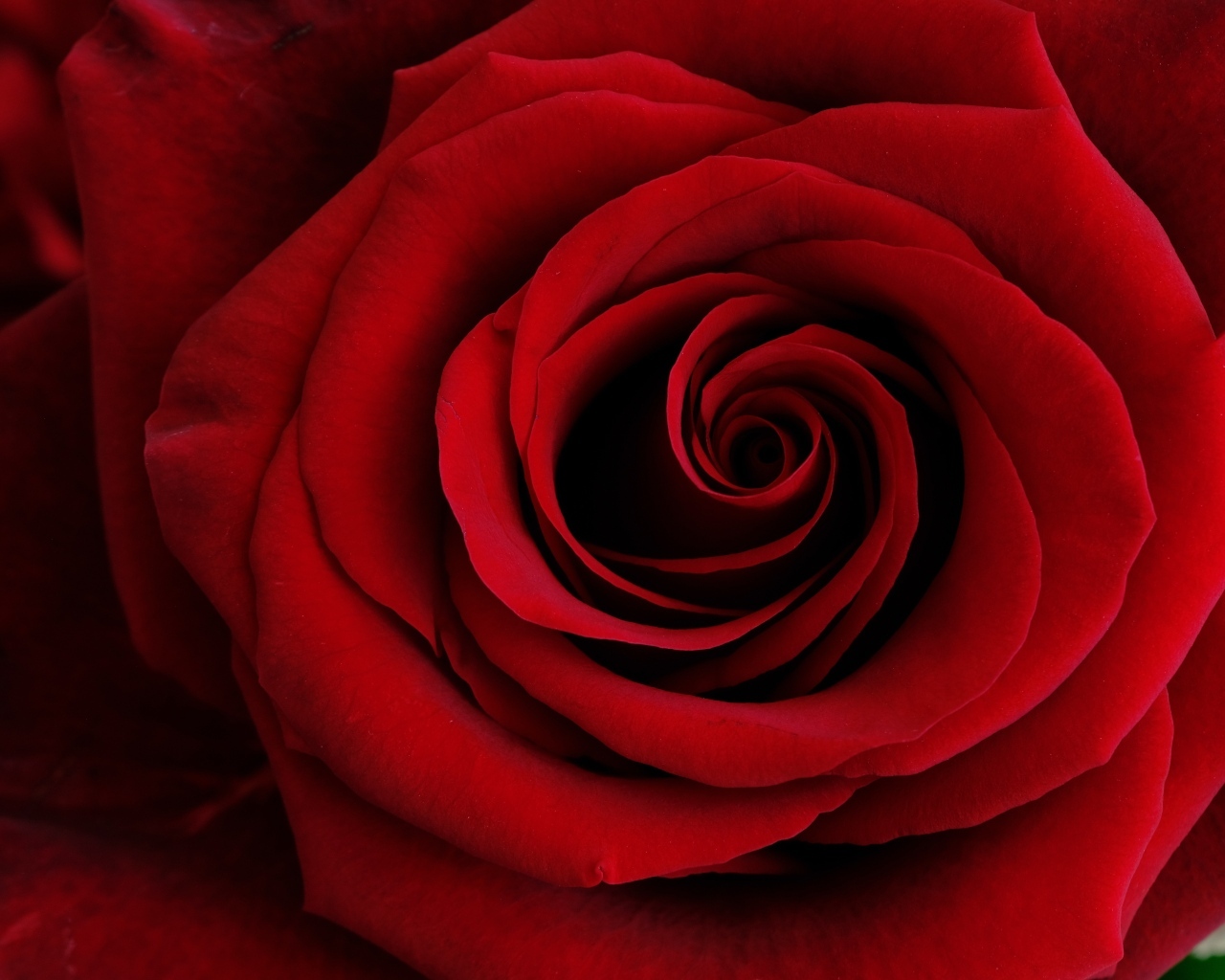 Крупные алые лепестки розы