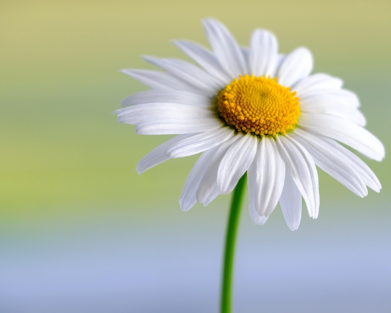 Большая белая ромашка крупным планом