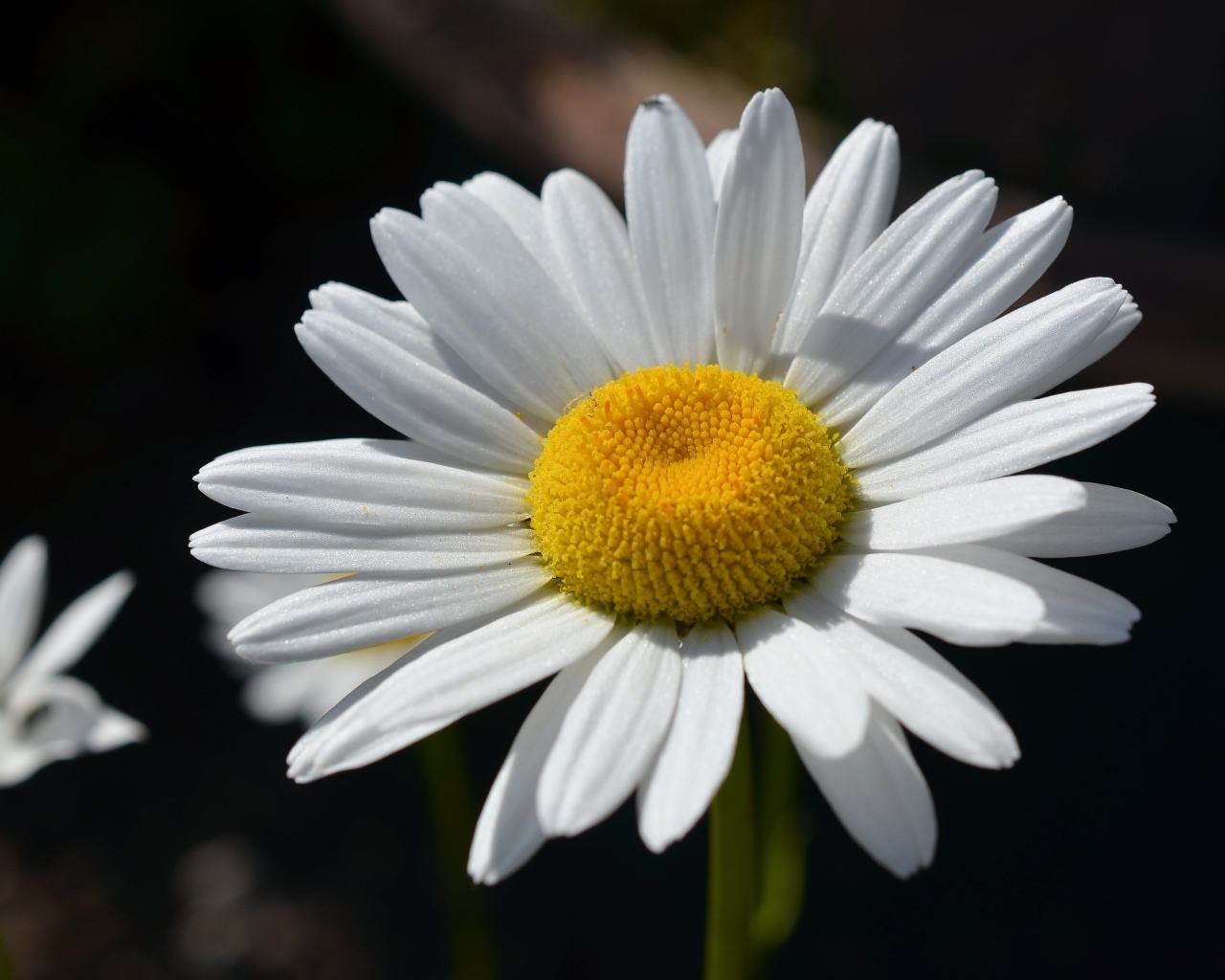 Крупная белая ромашка вблизи