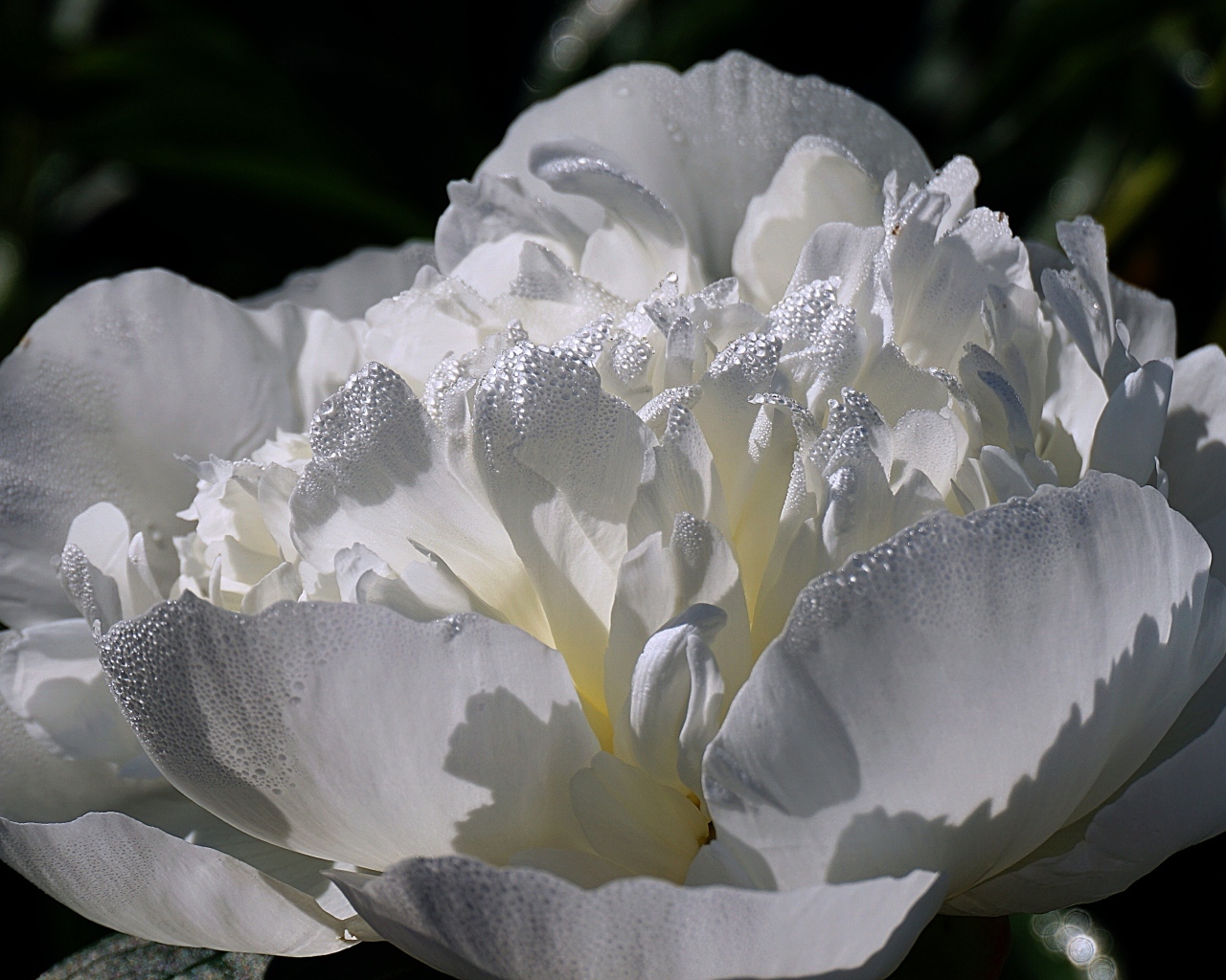 Большой белый цветок пиона крупным планом