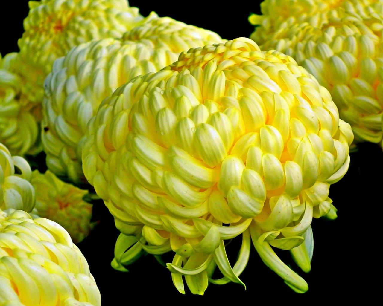 Большие желтые цветы хризантемы на черном фоне