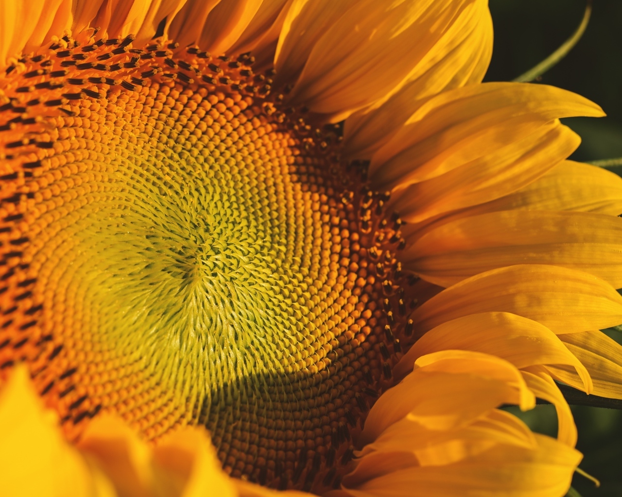 Большой желтый цветок подсолнуха в лучах солнца