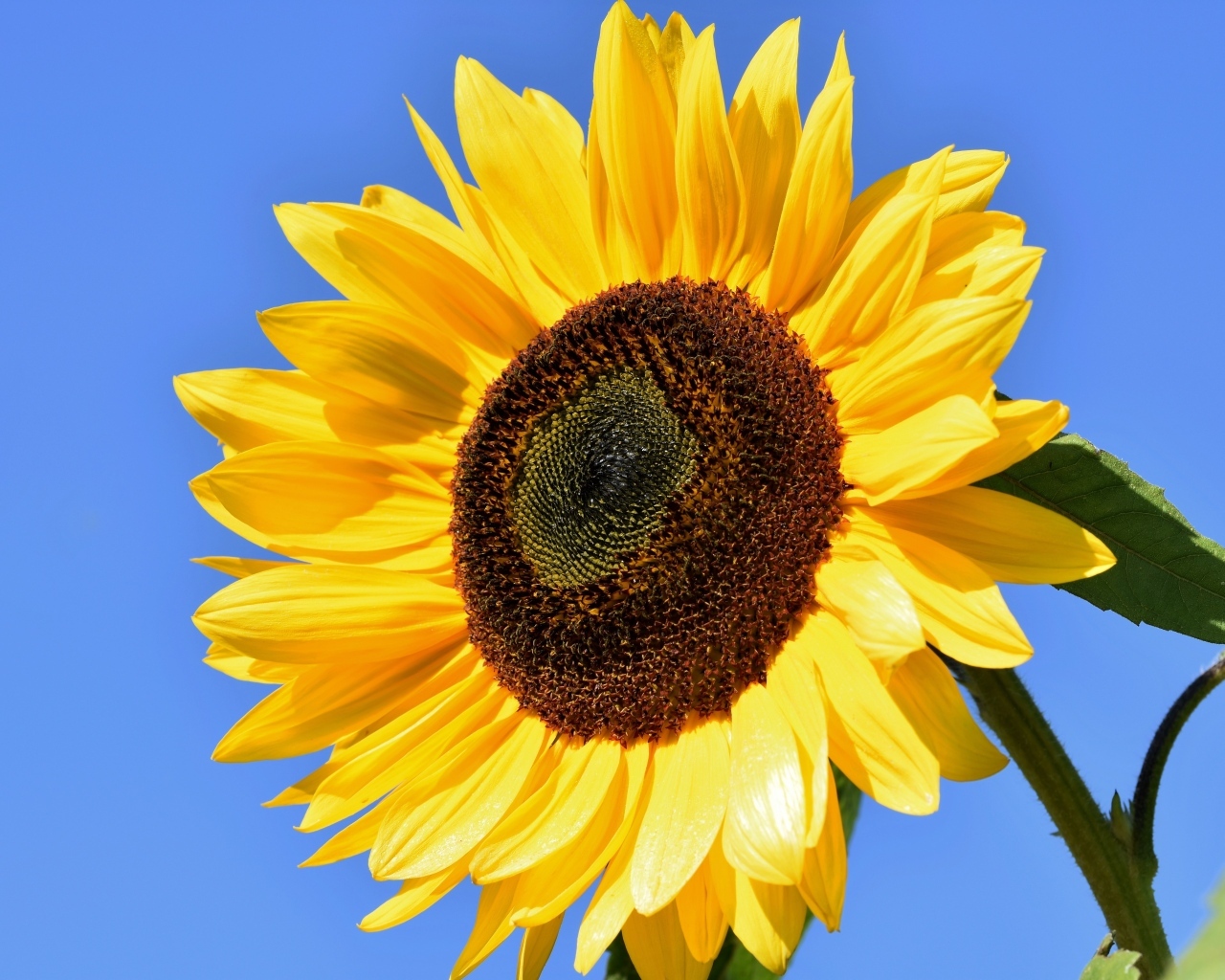 Большой цветок желтого подсолнуха на голубом фоне