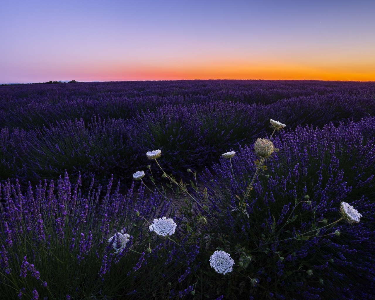 Лавандовое поле на закате солнца