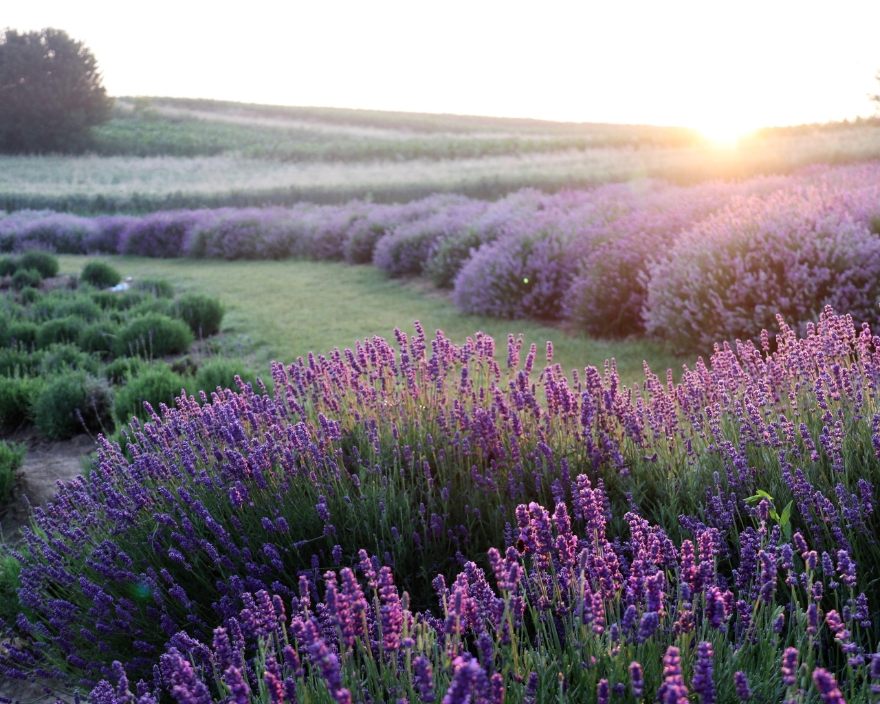 Поля лаванды на рассвете