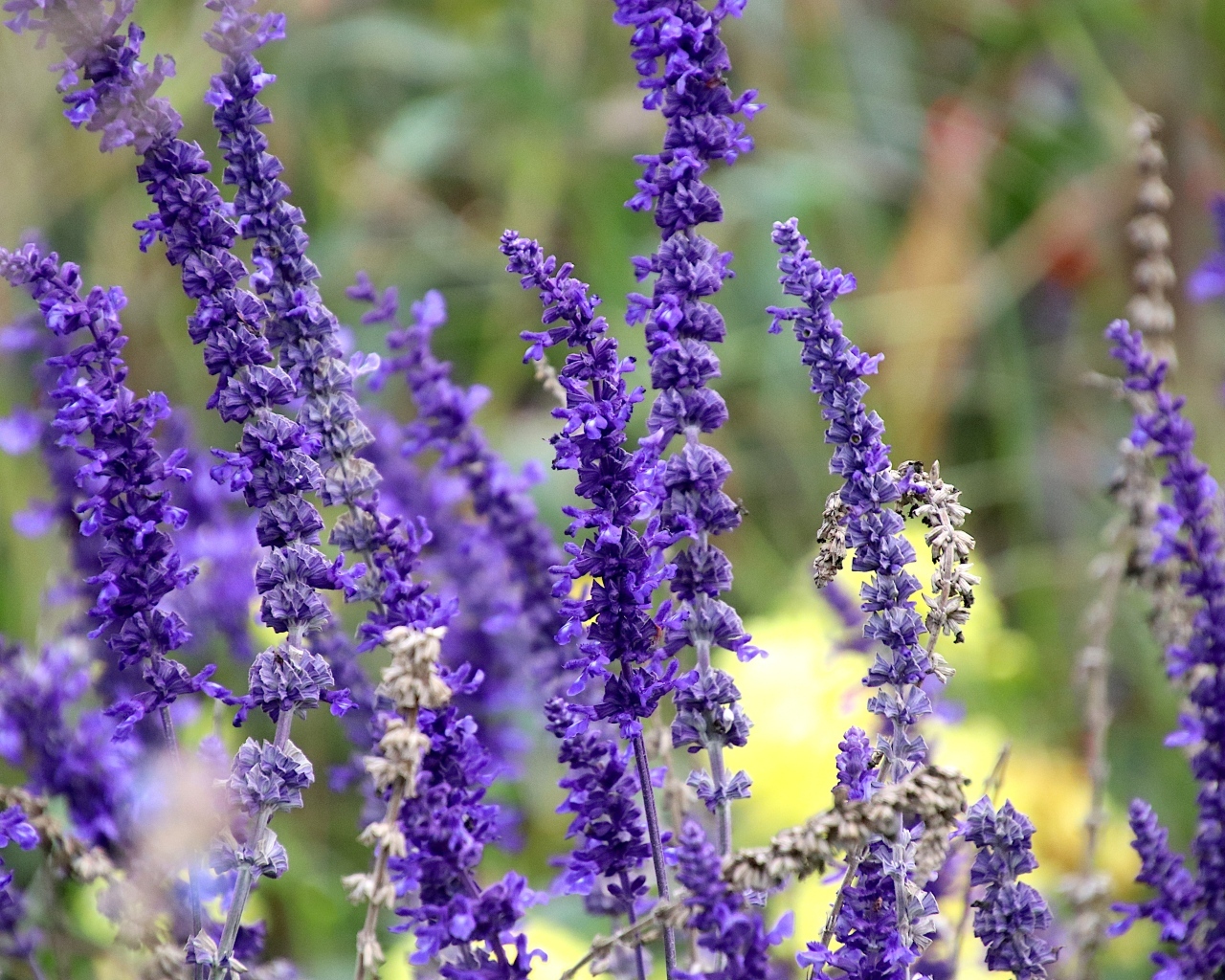 Цветы лаванды на поле 