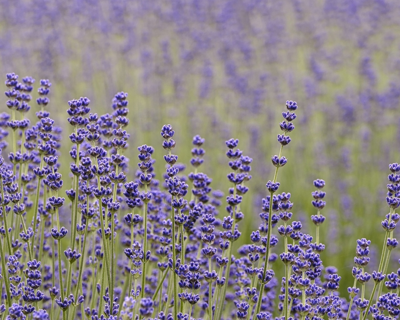 Лаванда на поле крупным планом