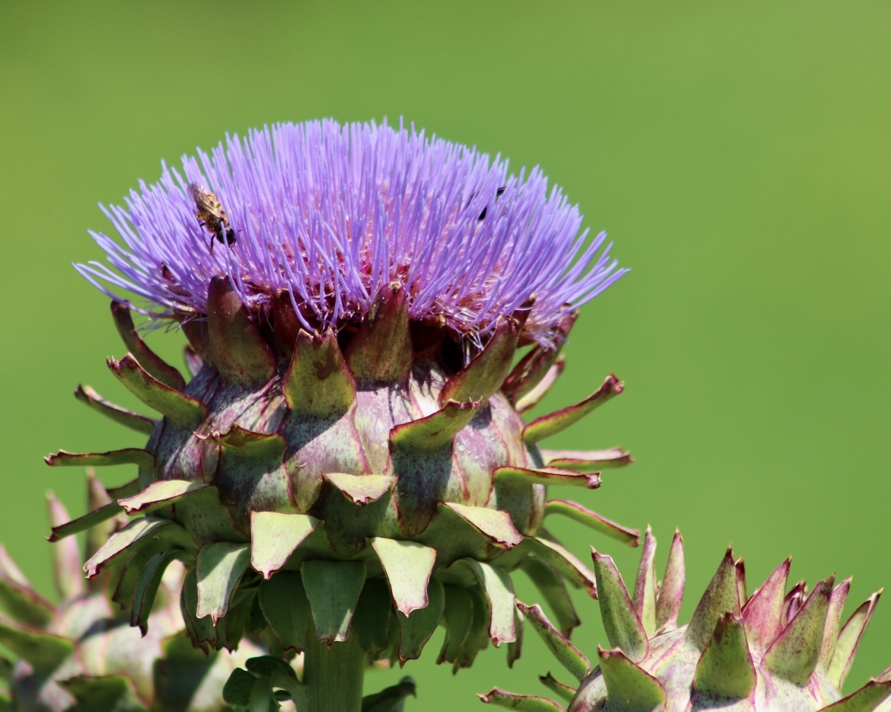 Сиреневый цветок артишока