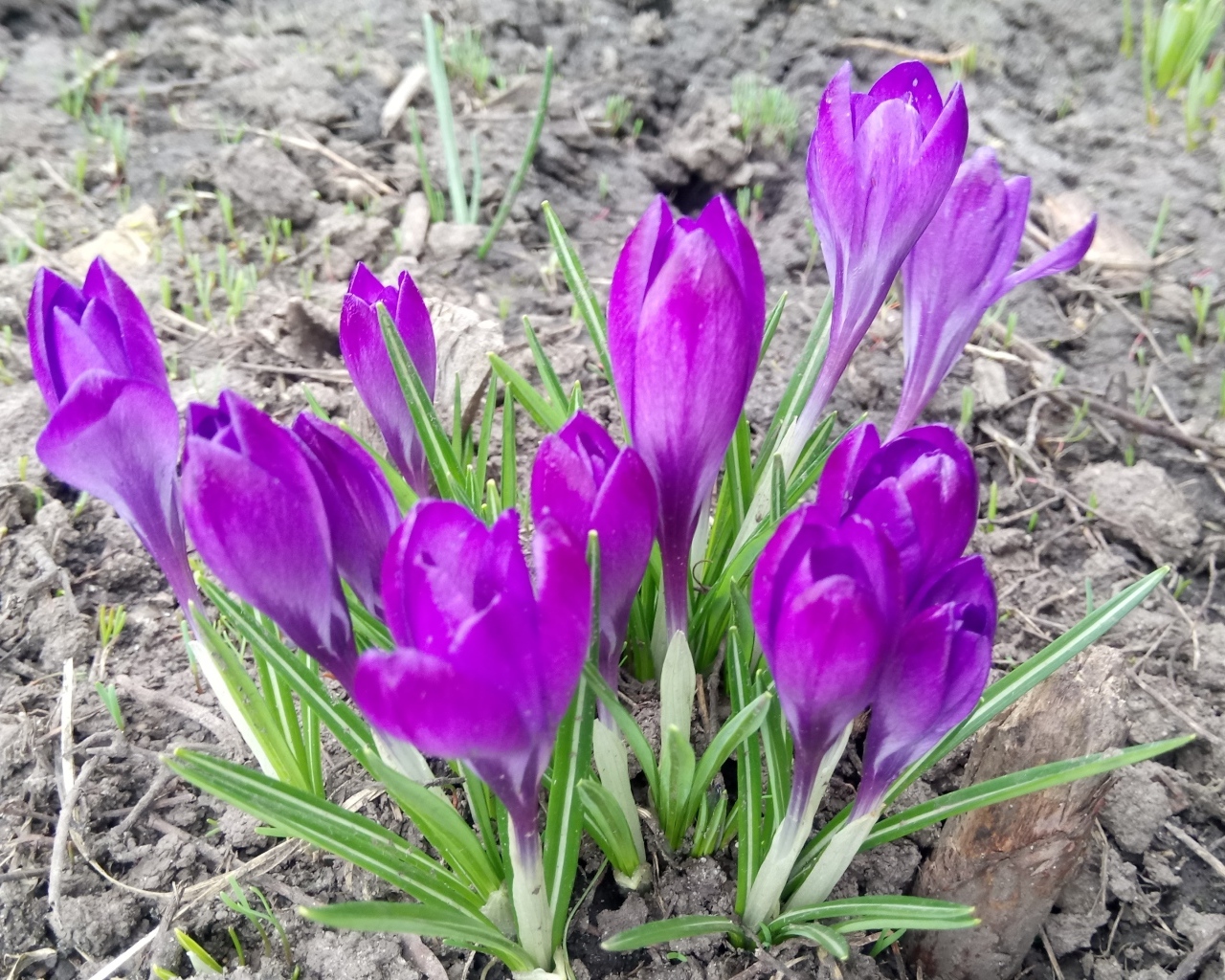 Сиреневые крокусы на черной земле