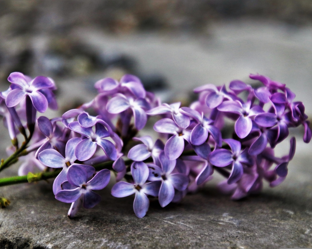 Цветок сирени на сером асфальте