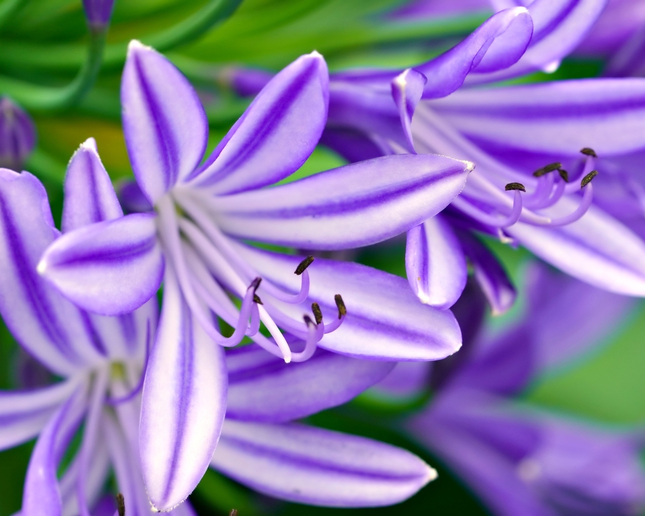 Сиреневые цветы африканская лилия