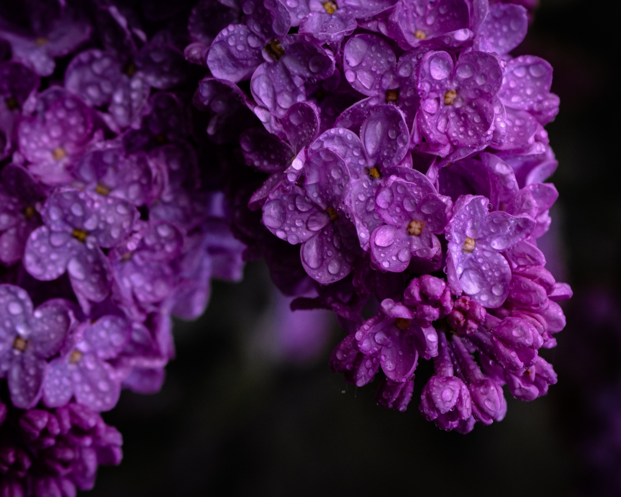 Цветы сирени в каплях воды крупным планом