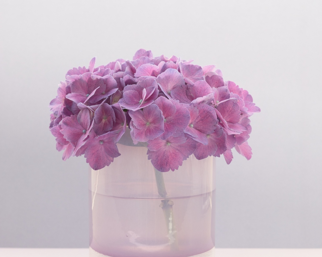 Сиреневые цветы гортензии в вазе