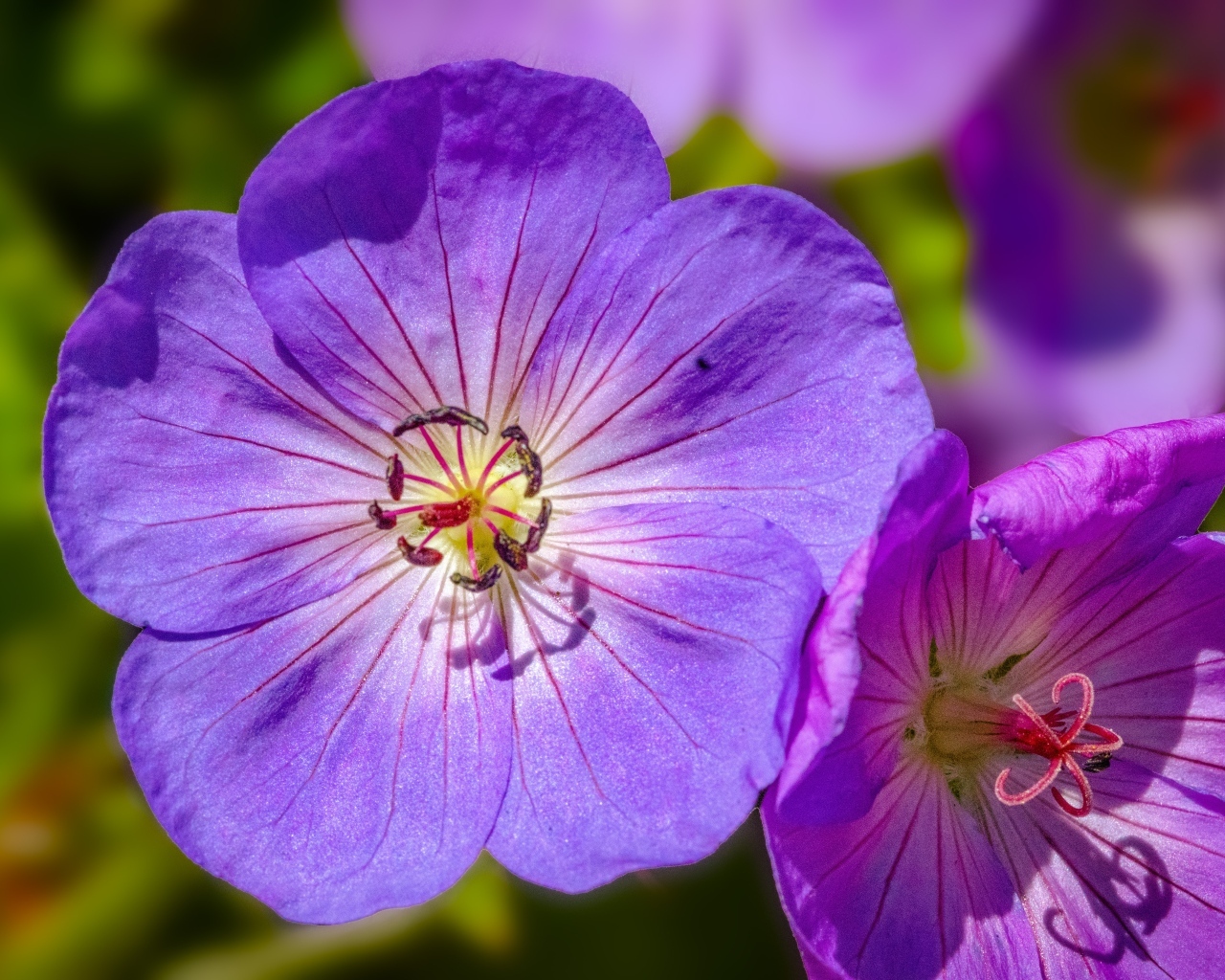 Сиреневые цветы флокса крупным планом