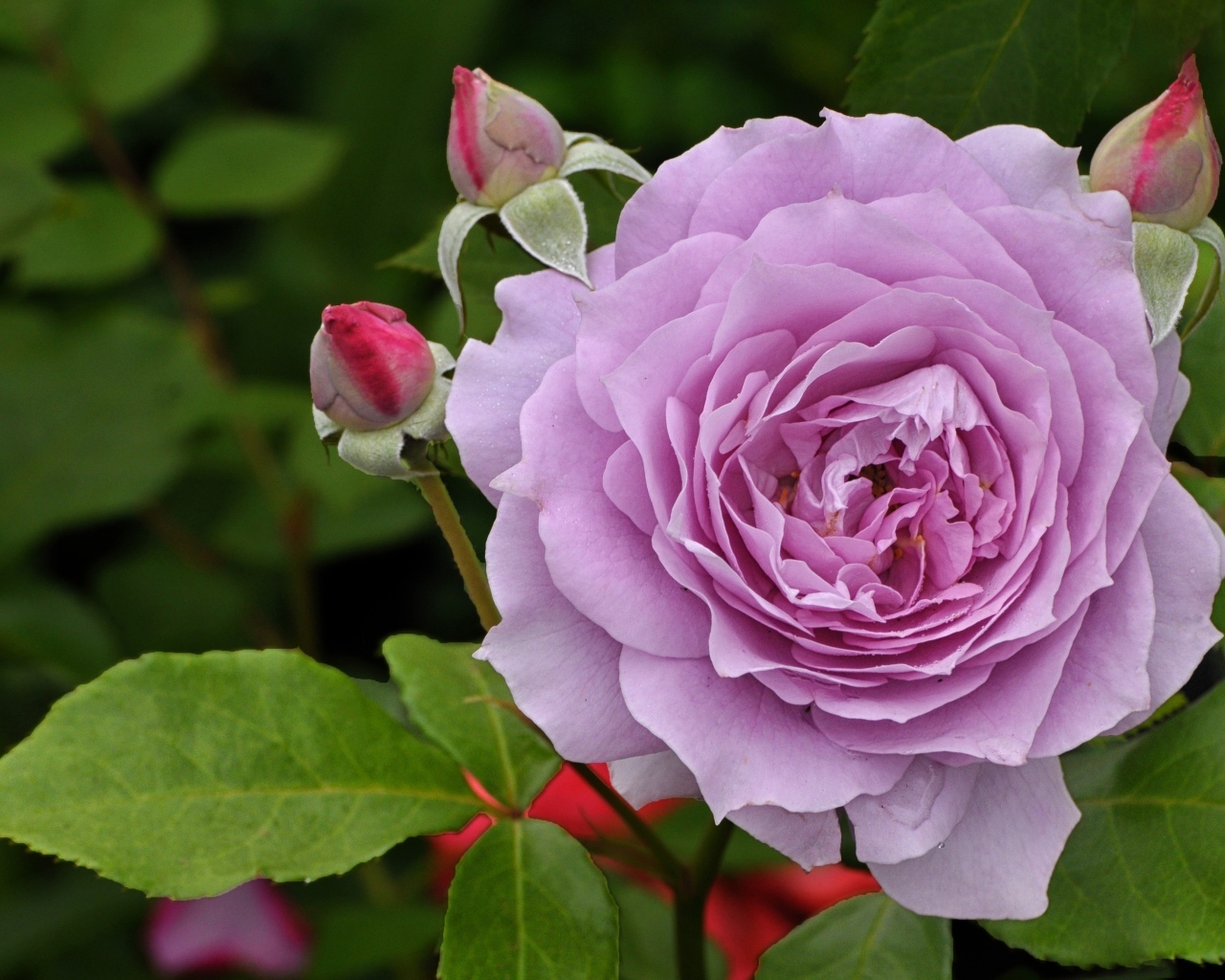 Сиреневая роза с бутонами крупным планом