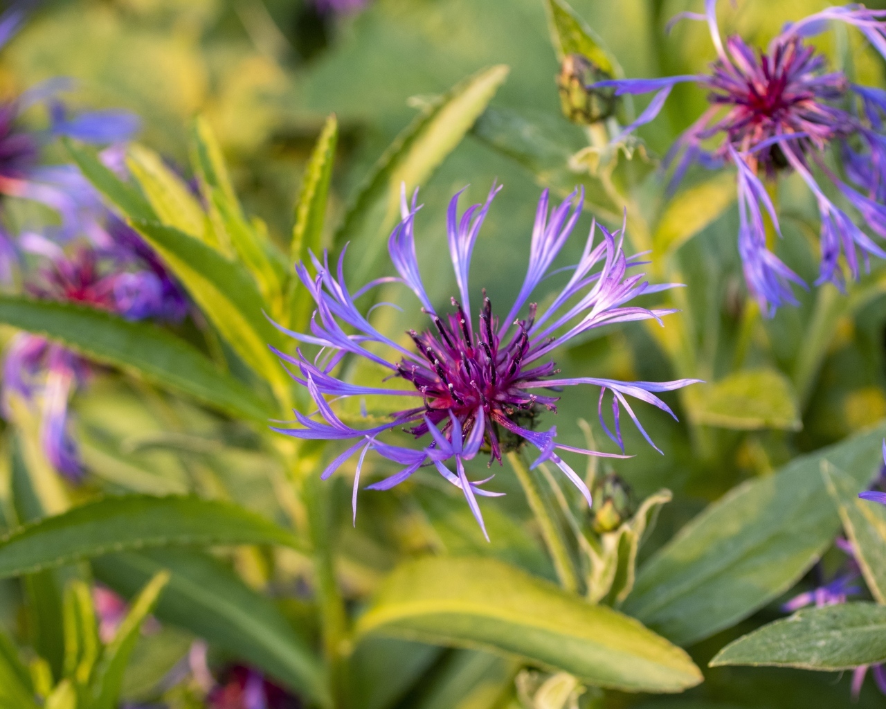 Сиреневые полевые цветы в лучах солнца