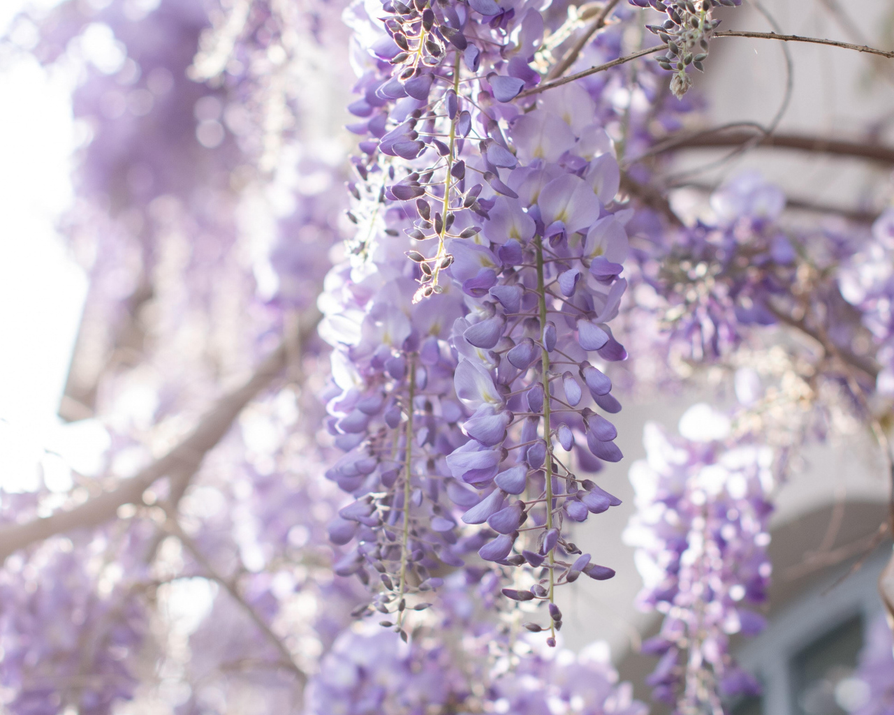 Сиреневые цветы глициния на ветках