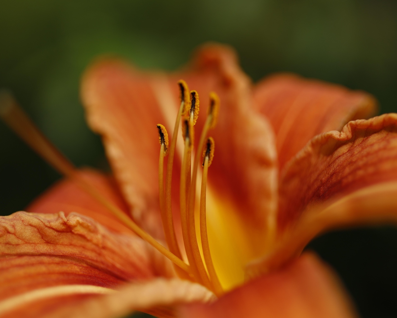 Серединка и оранжевые лепестки лилии