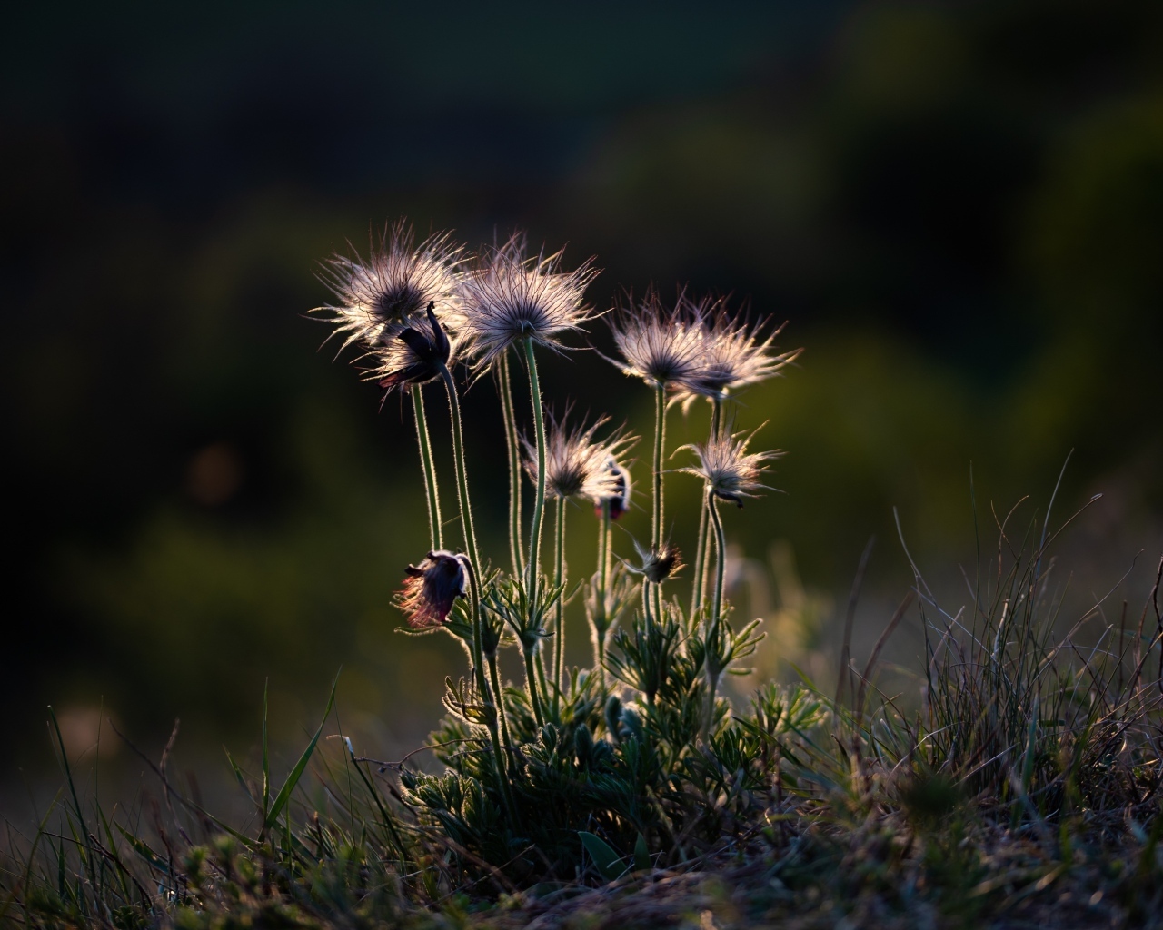 Маленькие полевые цветы в лучах солнца