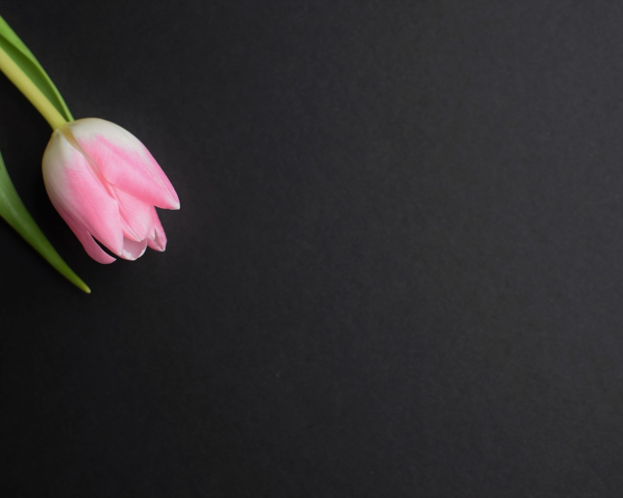 Одинокий розовый тюльпан на сером фоне