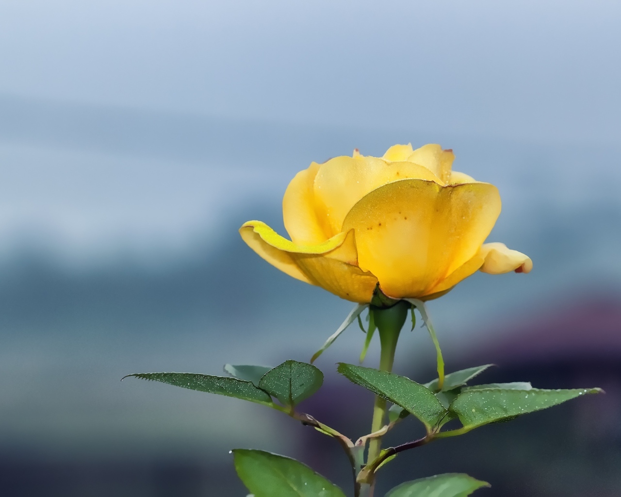 Одинокая желтая роза на сером фоне