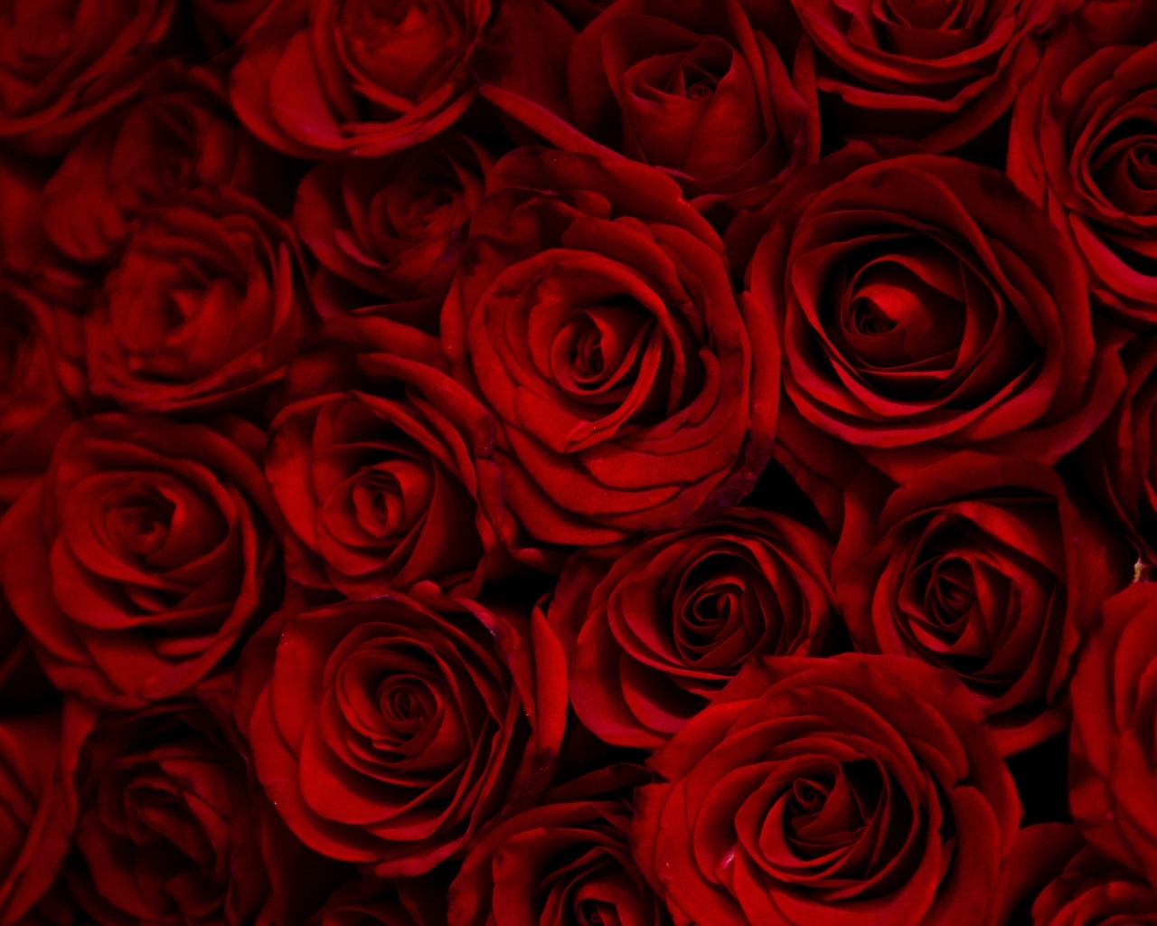 Много больших бордовых роз крупным планом