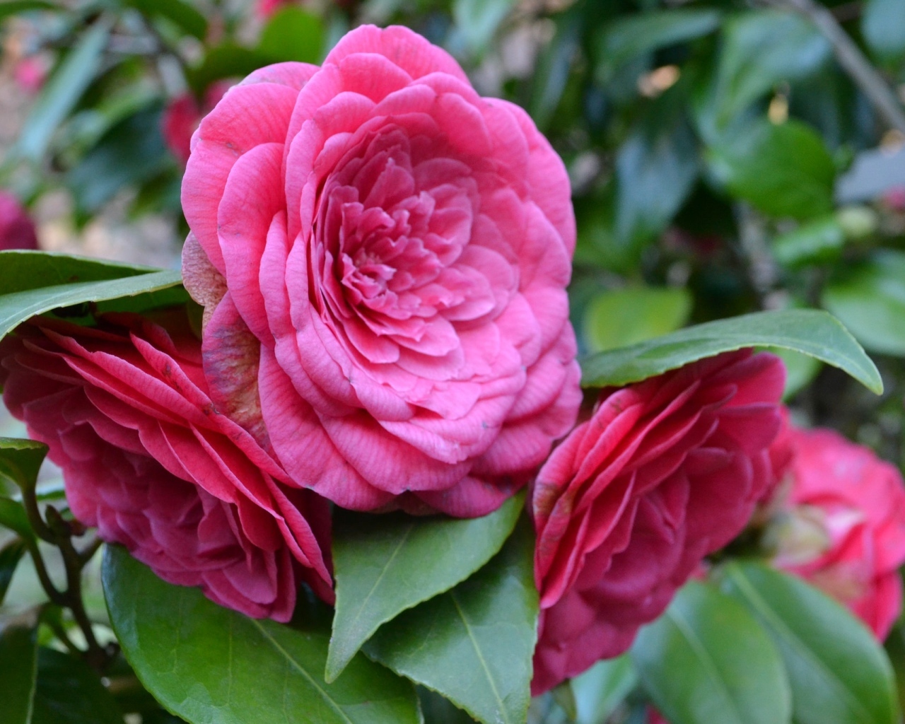 Много розовых цветов камелии