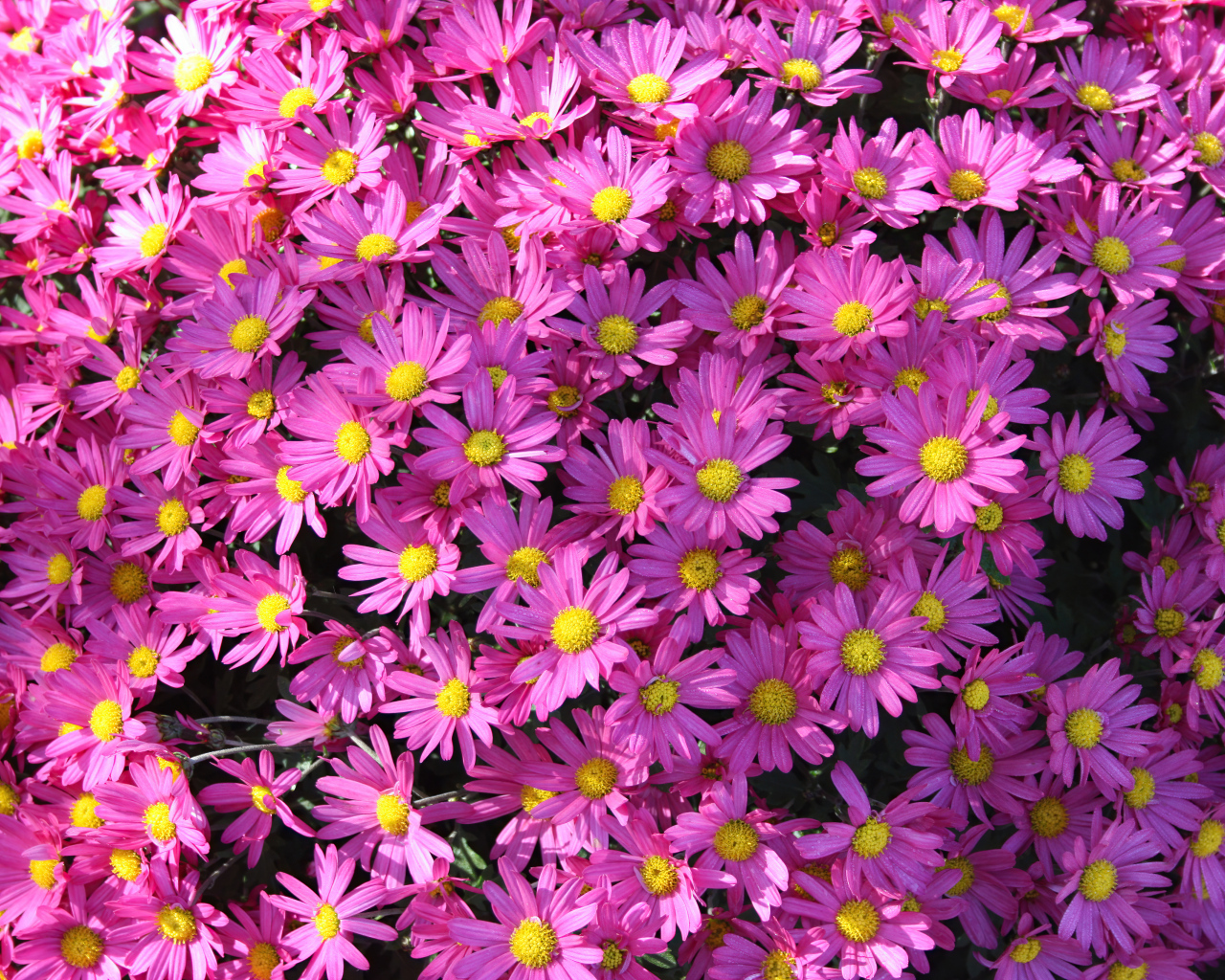 Много розовых цветов хризантемы