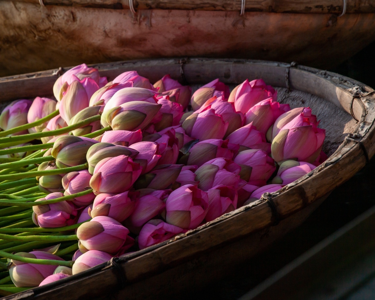 Много розовых цветов лотоса в лодке