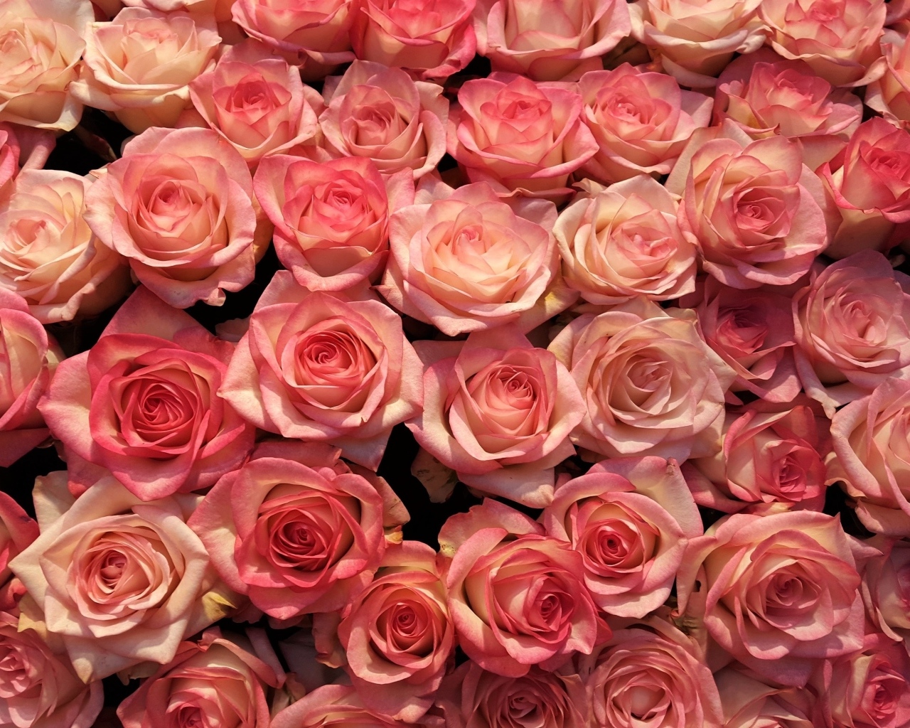 Много розовых роз на фон