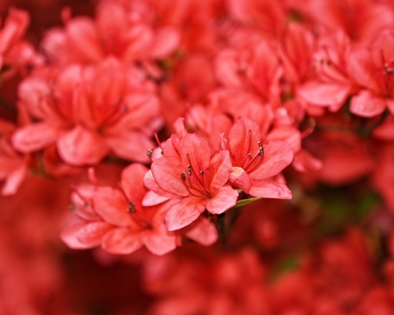 Много красных цветов рододендрона