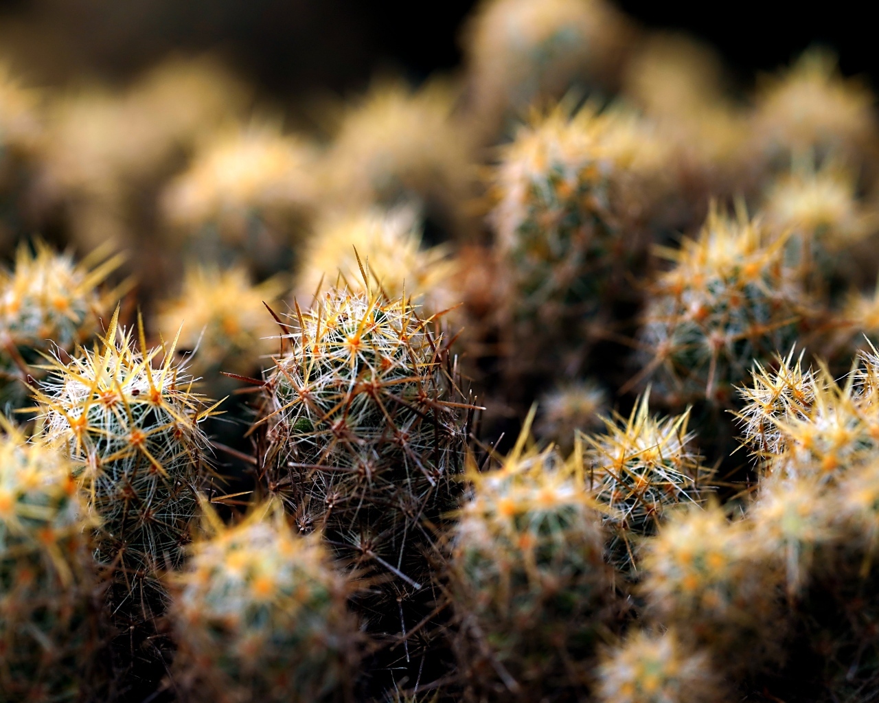 Много маленьких колючих кактусов