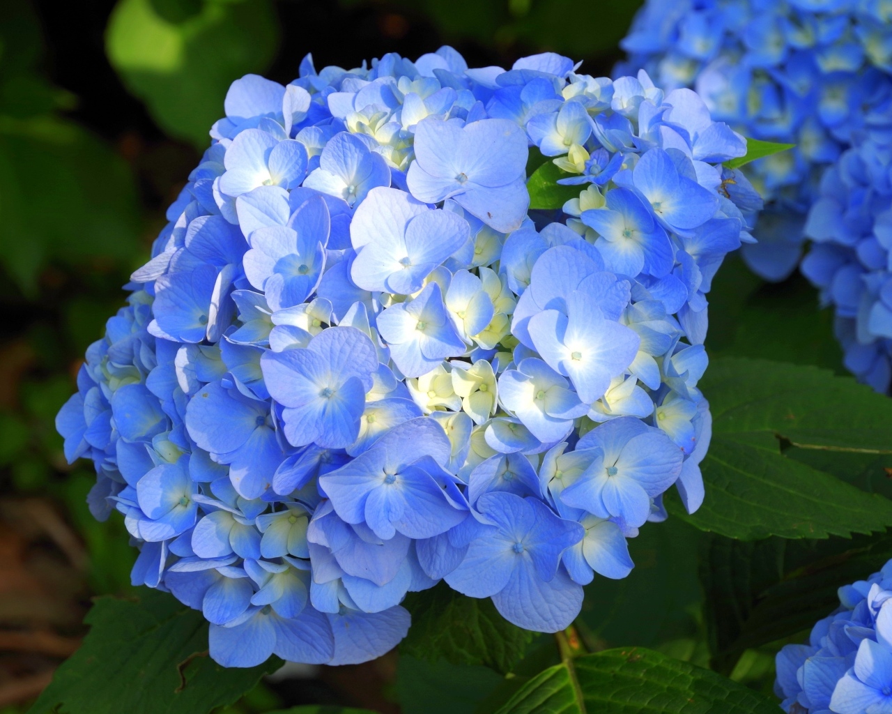 Пышные синие цветы гортензии