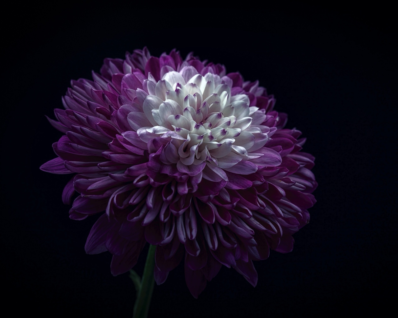 Пышная сиреневая хризантема на черном фоне