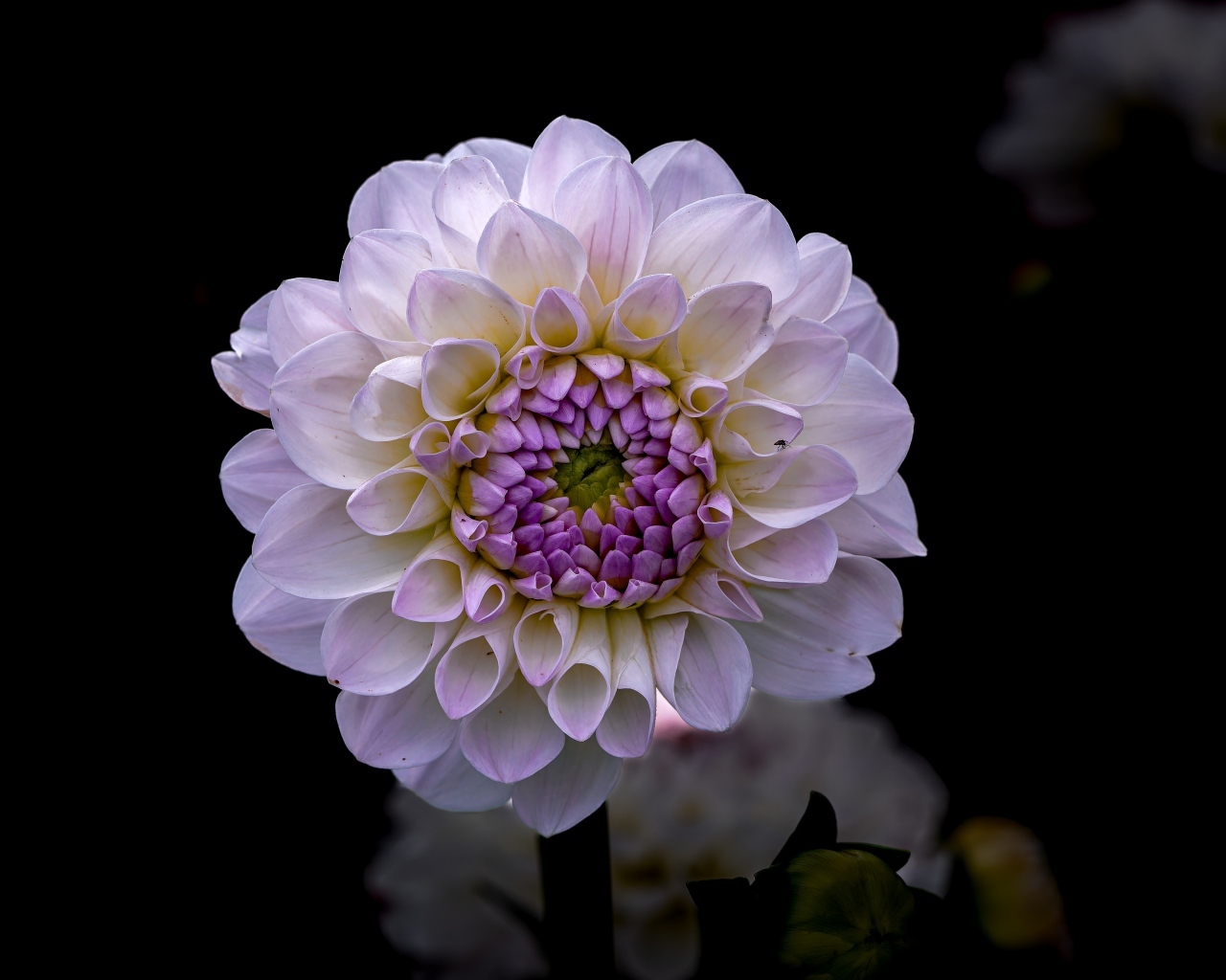 Пышная сиреневая георгина крупным планом