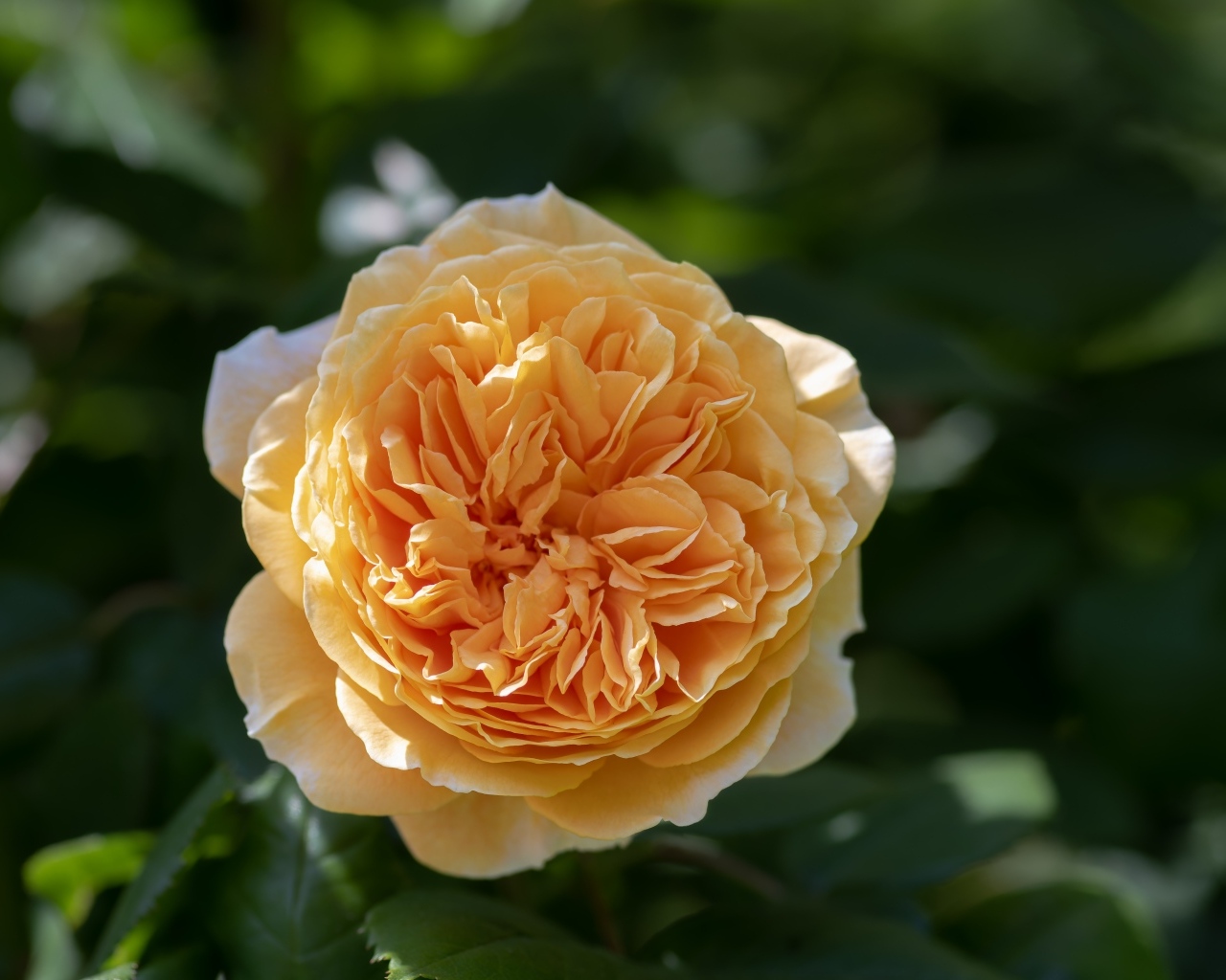 Пышная оранжевая роза в лучах солнца