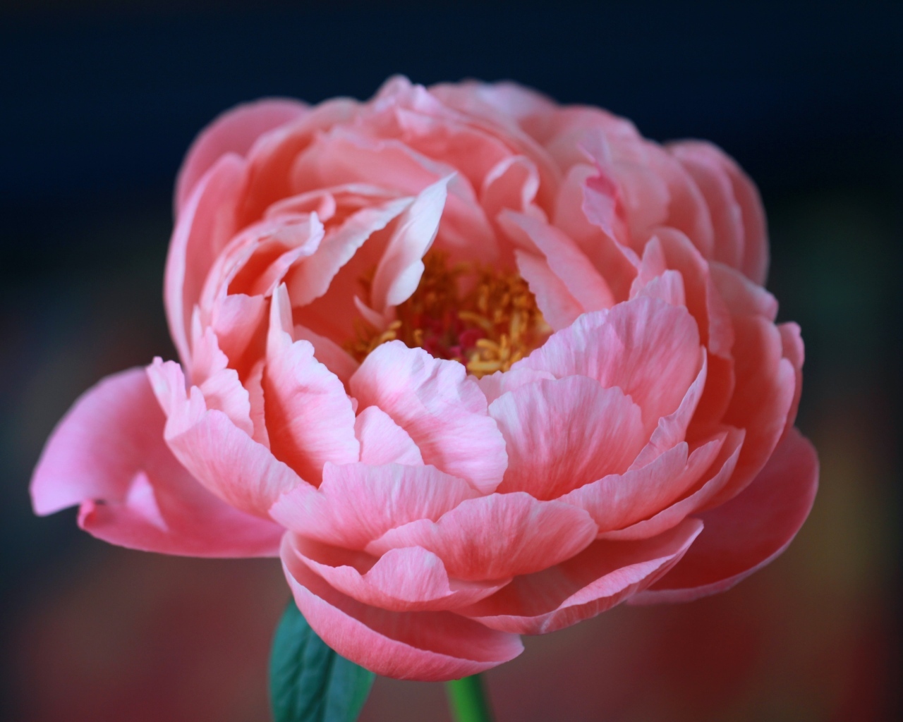 Пышный розовый цветок лютика крупным планом