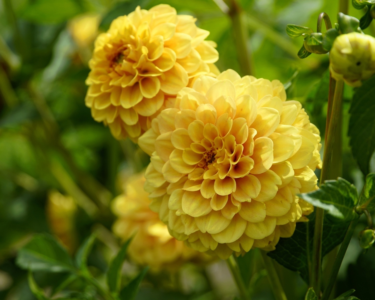 Пышные цветы желтой георгины