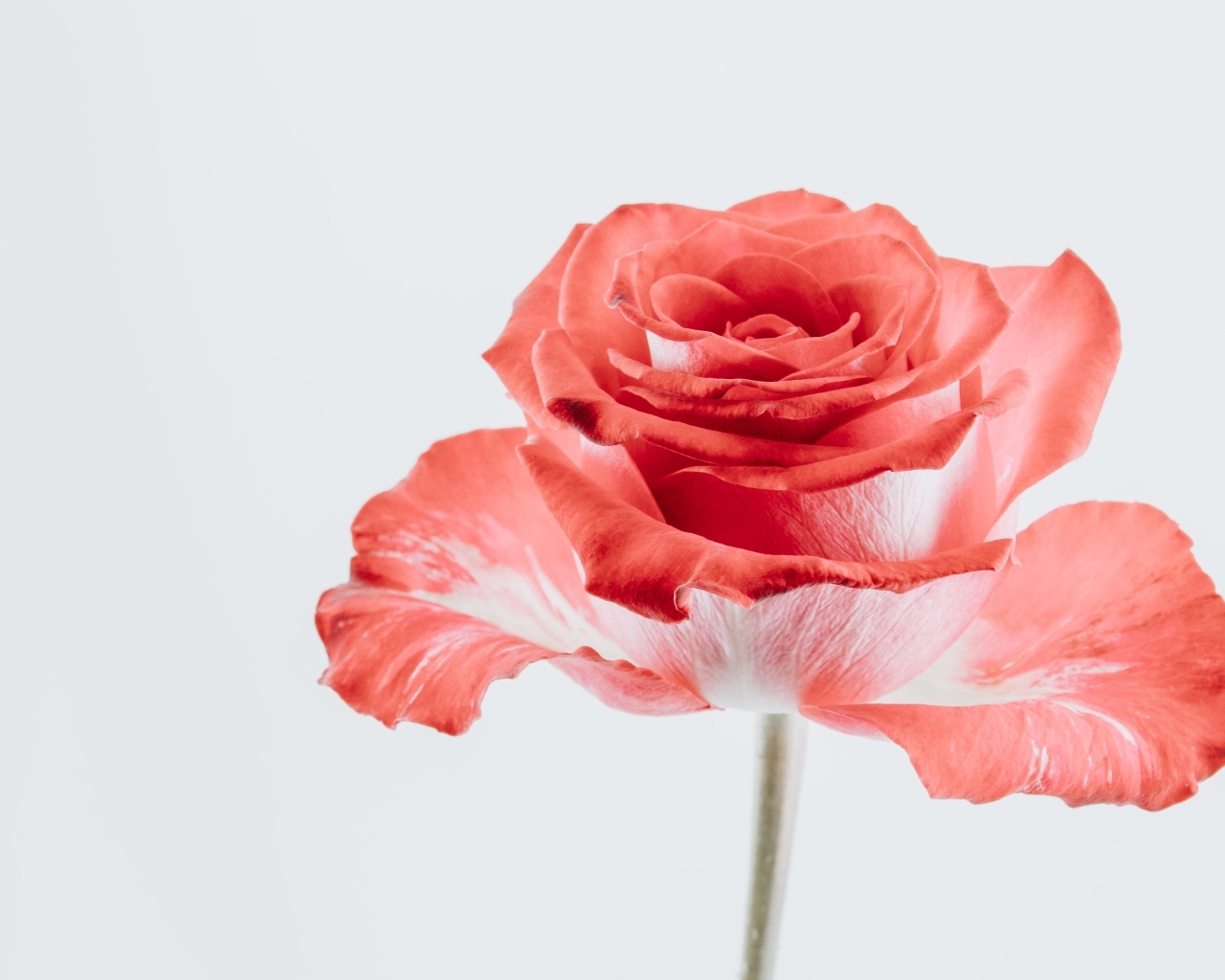 Макросъемка красного цветка розы на сером фоне